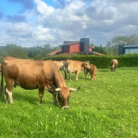 Palmeras Селорио