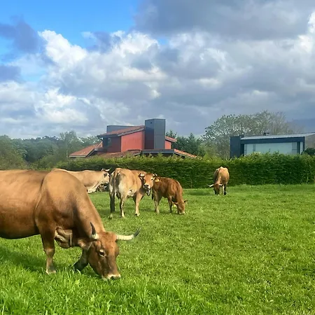 Palmeras سيلوريو