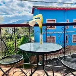 Palmeras